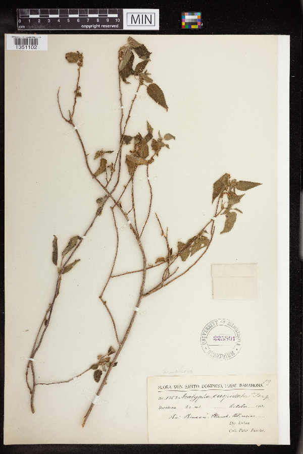 Acalypha cuspidata image