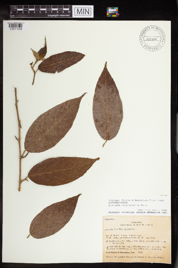 Acalypha diversifolia image