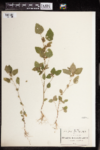 Acalypha erubescens image