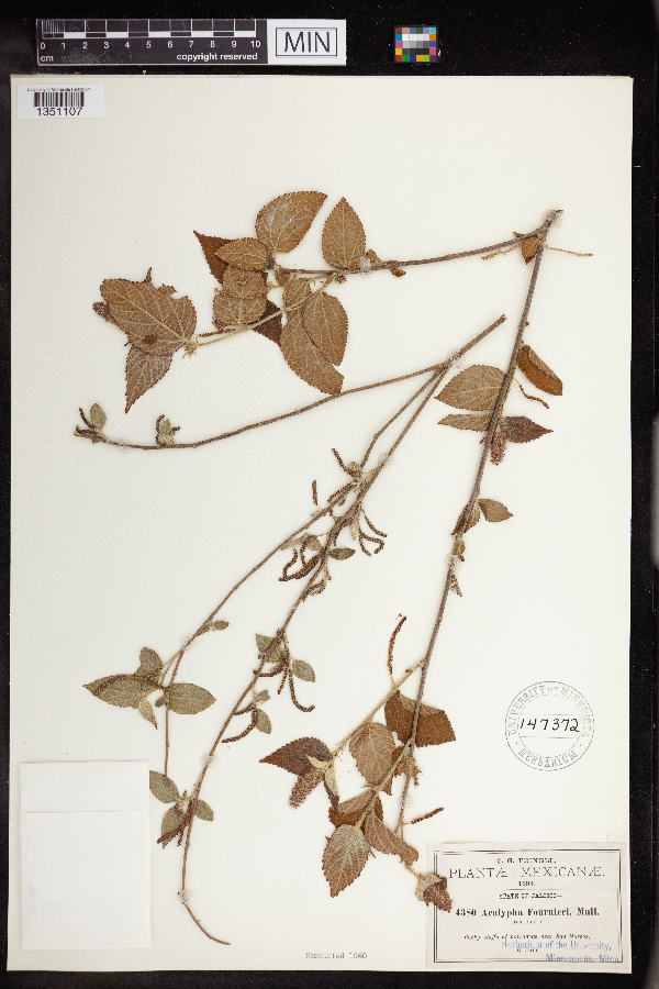 Acalypha fournieri image