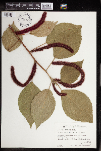 Media resource of Acalypha hispida