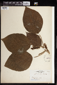 Acalypha hispida image