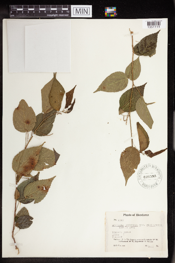 Acalypha leptopoda image