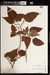 Acalypha macrostachya image