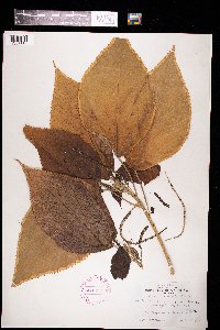 Acalypha marginata image