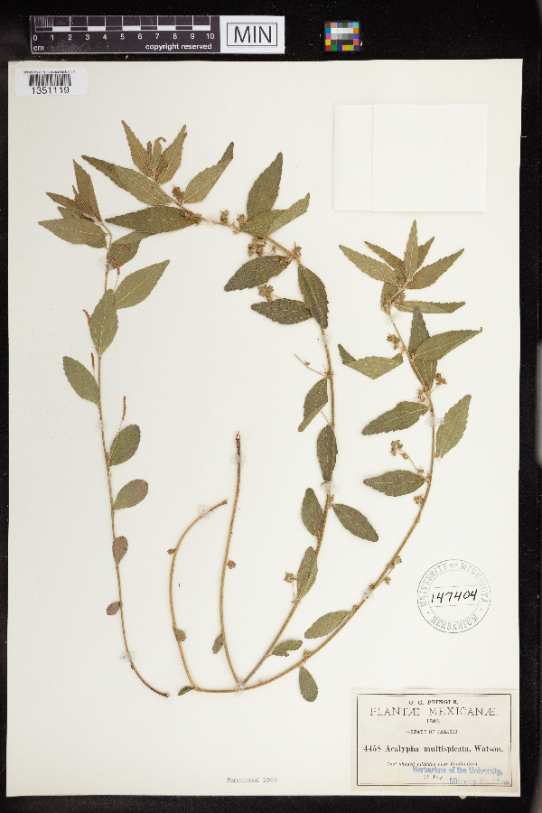 Acalypha multispicata image