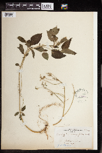 Acalypha persimilis image