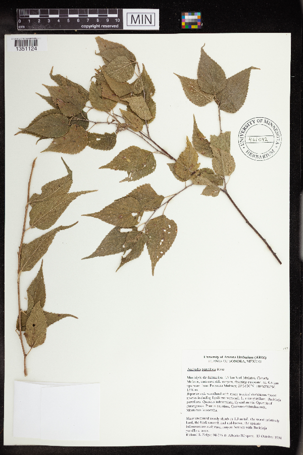 Acalypha papillosa image
