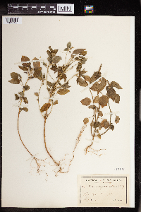 Acalypha persimilis image