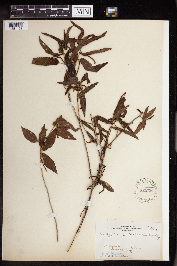 Acalypha portoricensis image