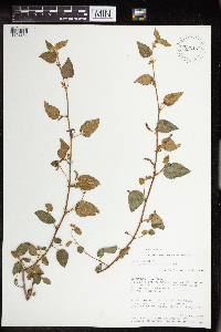 Acalypha californica image