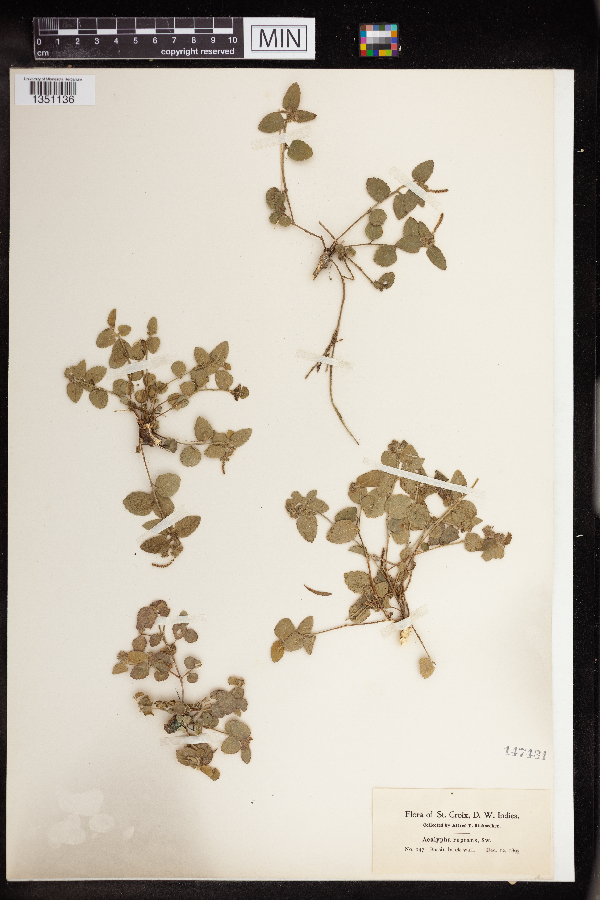 Acalypha reptans image