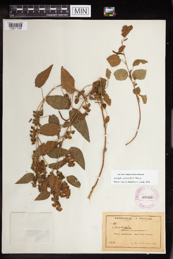 Acalypha subviscida image