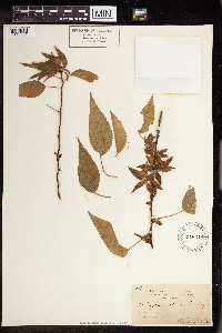 Acalypha umbrosa image