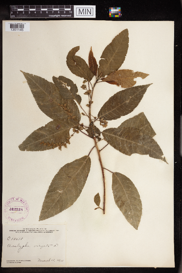 Acalypha virgata image
