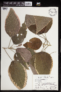 Acalypha amentacea image
