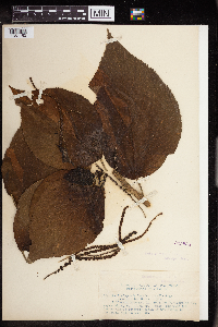 Acalypha amentacea image