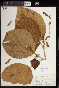 Acalypha amentacea image