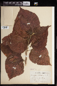 Acalypha amentacea image