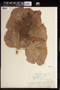 Acalypha amentacea image