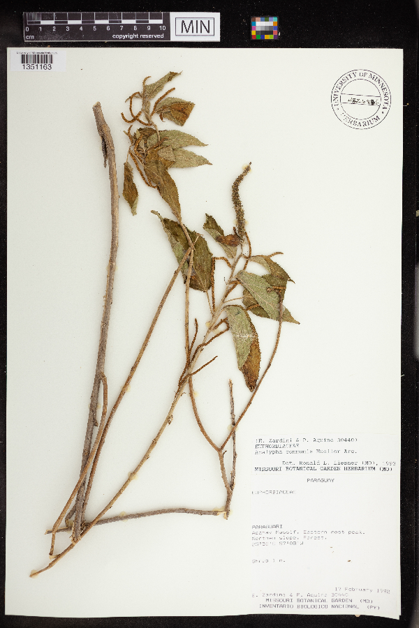 Acalypha communis image