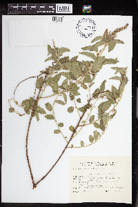 Acalypha communis image