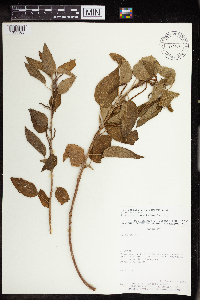 Acalypha communis image