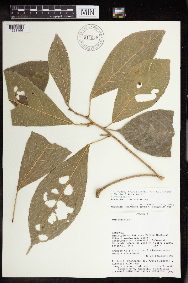 Acalypha cuneata image