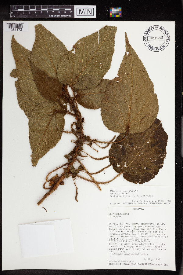 Acalypha fulva image