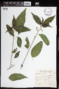 Media resource of Acalypha communis