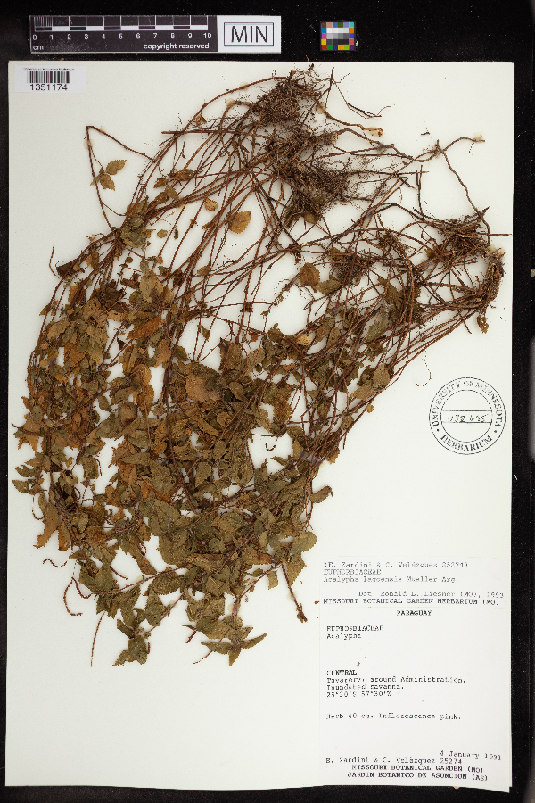 Acalypha lagoensis image