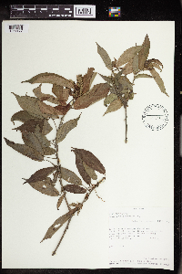 Acalypha stenoloba image