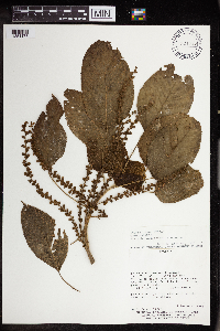Acalypha macrostachya image
