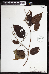 Acalypha macrostachya image