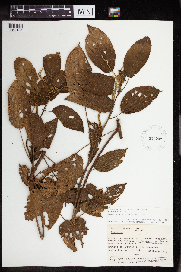Acalypha scandens image