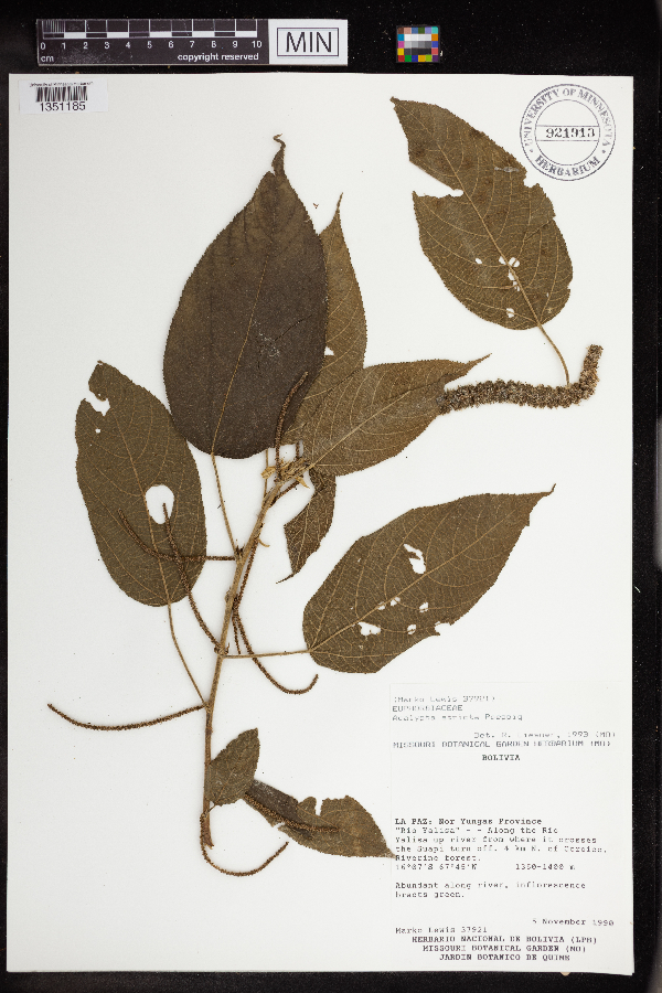 Acalypha stricta image