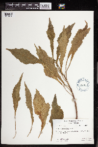 Acalypha amentacea image