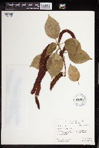 Acalypha hispida image