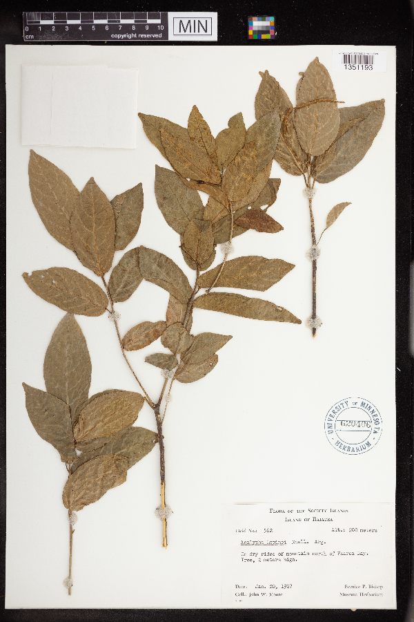Acalypha lepinei image