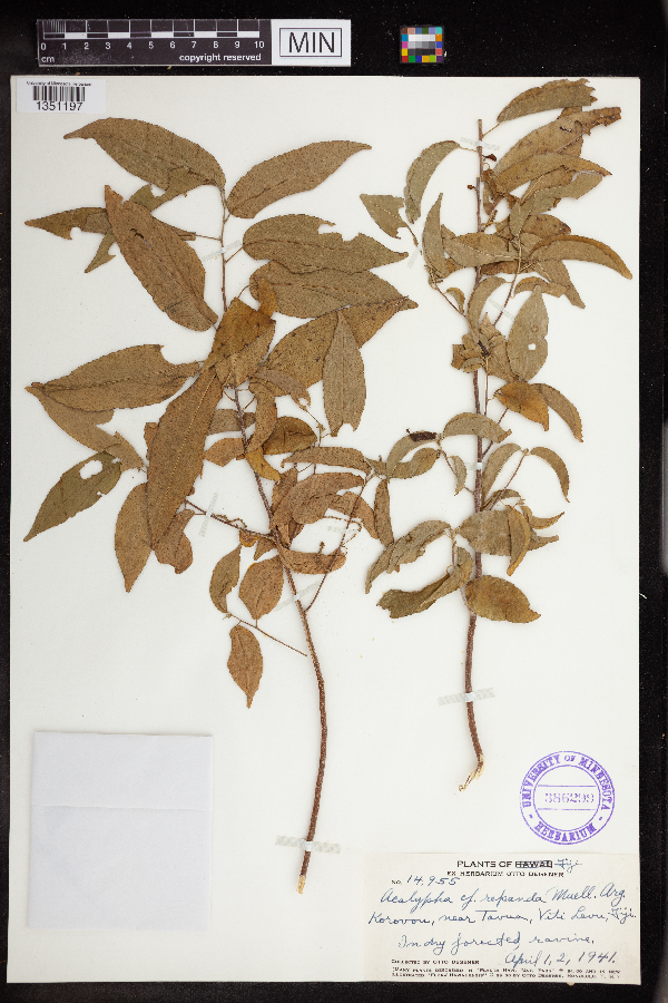 Acalypha repanda image