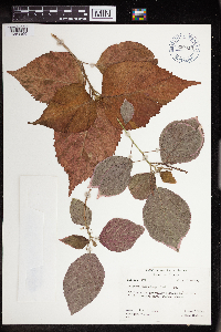 Acalypha amentacea image