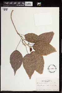 Acalypha amentacea image