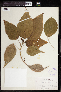 Acalypha amentacea image