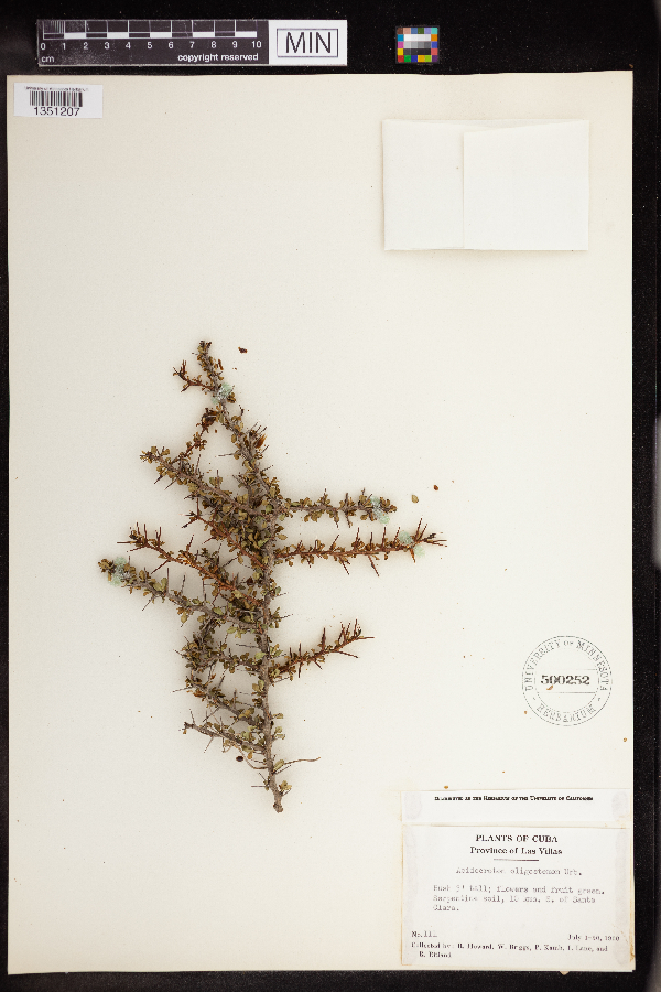 Acidocroton oligostemon image