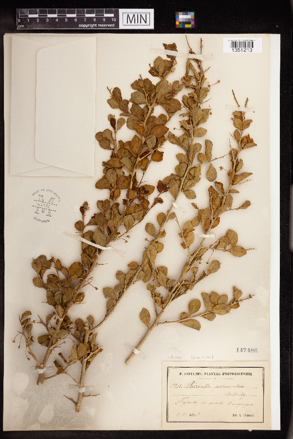 Adelia ricinella image