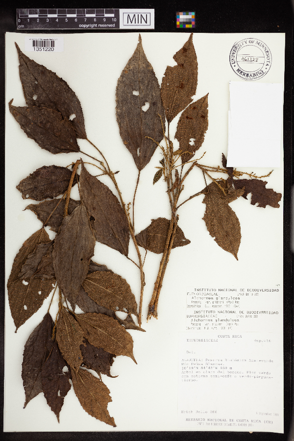 Alchornea glandulosa image