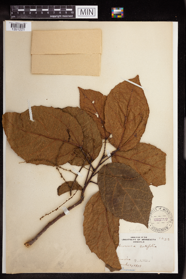 Alchornea latifolia image