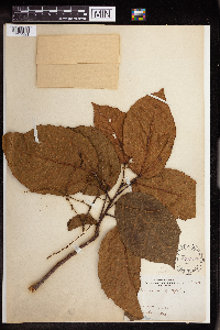 Image Associated With the Occurrence