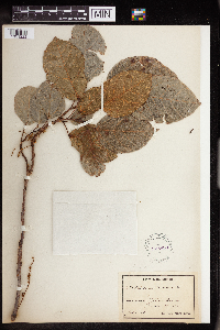 Image Associated With the Occurrence