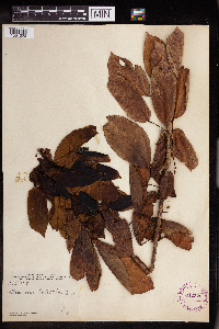 Image Associated With the Occurrence